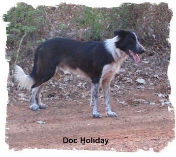 ABCA Ghost Sable male Border Collie